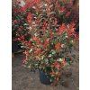 Blýskavka Fraserova 'Carré Rouge'  Photinia x fraseri 'Carré Rouge'