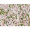 Vrba prostřední 'Flamingo'  Salix integra 'Flamingo'
