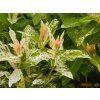 Vrba prostřední 'Flamingo'  Salix integra 'Flamingo'