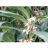 Masoplodka nízká 'Winter Gem'  Sarcococca hookeriana var. humilis 'Winter Gem'