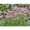 Kociánek dvoudomý 'Roy Davidson' - Antennaria dioica 'Roy Davidson'  Antennaria dioica 'Roy Davidson'