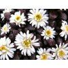 Kosmatec horský - Delosperma cf. alpinum  Delosperma cf. alpinum