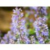 Šanta velkokvětá 'Summer Magic' (PBR) - Nepeta grandiflora 'Summer Magic' (PBR)  Nepeta grandiflora 'Summer Magic' (PBR)