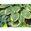 Bohyška 'Earth Angel' - Hosta 'Earth Angel'  Hosta 'Earth Angel'