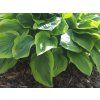 Bohyška 'Fragrant Bouquet' - Hosta 'Fragrant Bouquet'  Hosta 'Fragrant Bouquet'