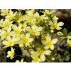 lutea