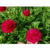 Pivoňka lékařská 'Anemoniflora' - Paeonia officinalis 'Anemoniflora'  Paeonia officinalis 'Anemoniflora'