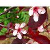 Švestkomeruňka 'Krasnaja Strela'  Prunus x hybrid 'Krasnaja Strela'
