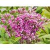 Syringa Saugeana (2)