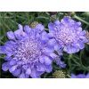 Hlaváč x hybr. 'Butterfly Blue' - Scabiosa x hybr. 'Butterfly Blue'  Scabiosa x hybr. 'Butterfly Blue'