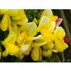 Čilimník 'Luna'  Cytisus 'Luna'