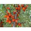Rakytník řešetlákový 'Červená pochodeň'  Hippophae rhamnoides 'Červená pochodeň'