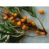 Rakytník řešetlákový 'Parád'  Hippophae rhamnoides 'Parád'