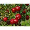 Jabloň 'Weirouge'  Malus domestica 'Weirouge'