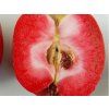Jabloň 'Weirouge'  Malus domestica 'Weirouge'