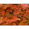 Černý jeřáb 'Autumn Magic'  Aronia melanocarpa 'Autumn Magic'