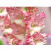 pink lady c