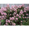 Website Plants 2144398565 Images Gallery e pinkelle 17.0 (1)