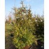 Zerav z�padn� (Balen� kontejner C160, Tvar v��ka 220cm, spir�la)