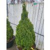 Picea glauca 'Blue Wonder' (2)