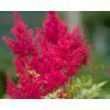 astilbe montgomery