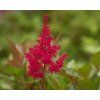 astilbe montgomery (2)
