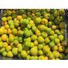 99965 2 citronecnik trojlisty