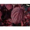 Cornus alba 'Sibirica' (2)