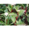 Cornus alba Sibirica