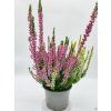 Vřes obecný 'Tricolor'  Calluna vulgaris 'Tricolor'